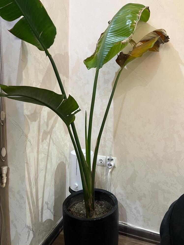 اولین گزارش از آلودگی نخل نیکولای به نماتد در یک فضای داخلی مسکونی در تهران (جنتآباد)