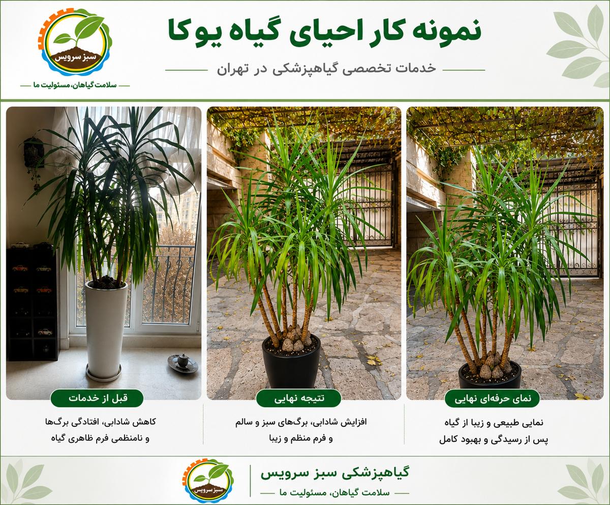 ehya-yucca-tehran-sabzservice.jpg