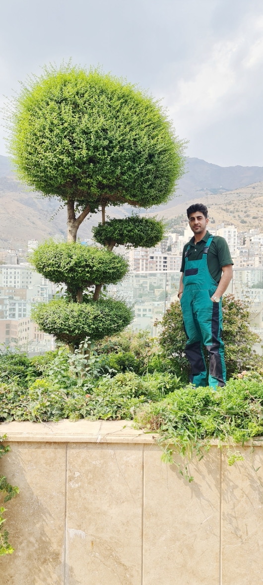 مراقبت از فضای سبز برج لرد تهران درکه 
