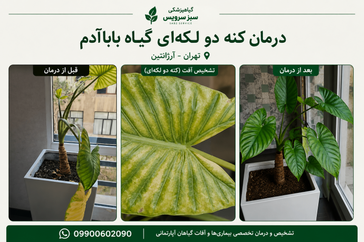 درمان کنه دو لکه‌ای گیاه باباآدم در تهران