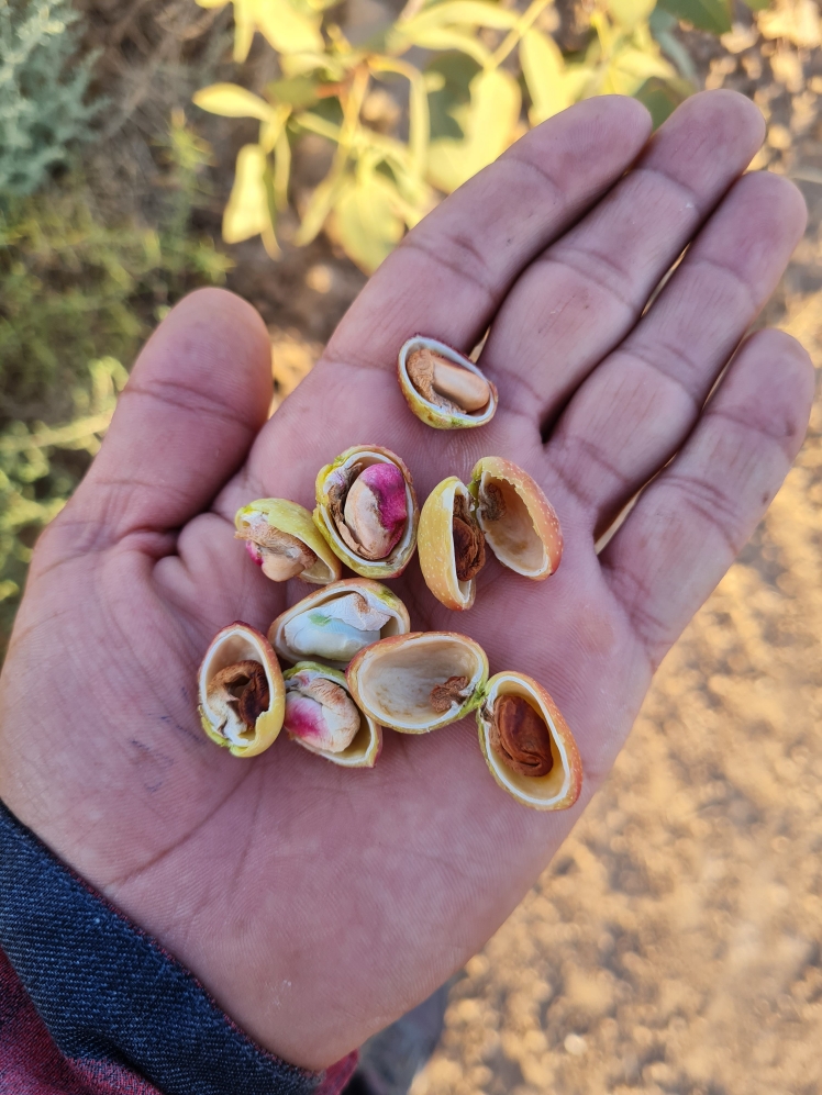 تفاوت خسارت شوری و آفتاب‌سوختگی مغز پسته | بررسی دو نمونه واقعی از باغات بردسکن