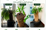 احیای تخصصی یوکای تنه‌قطور – تهران