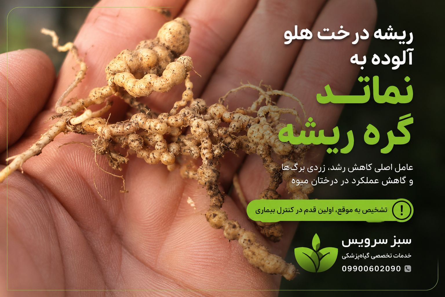 ریشه الوده به نماتد